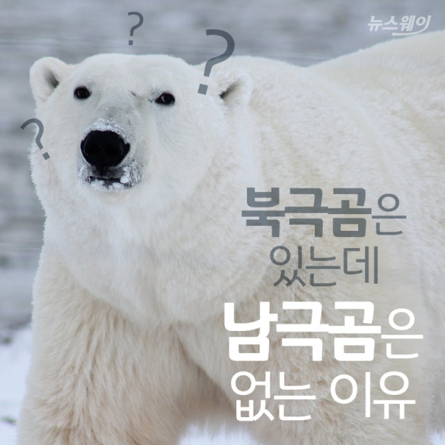 북극곰은 있는데 남극곰은 없는 이유 기사의 사진