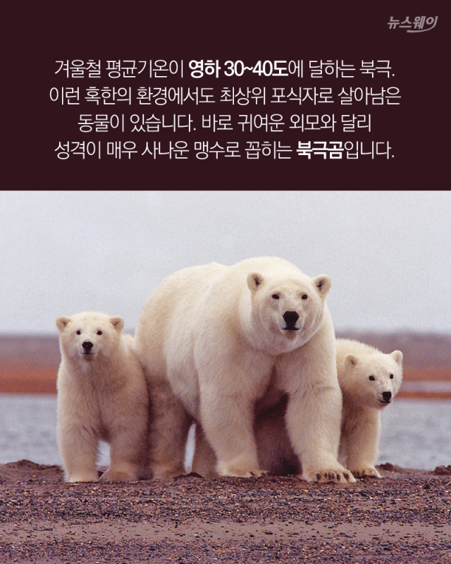 북극곰은 있는데 남극곰은 없는 이유 기사의 사진