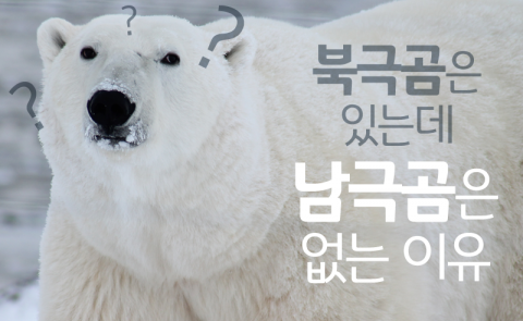 북극곰은 있는데 남극곰은 없는 이유