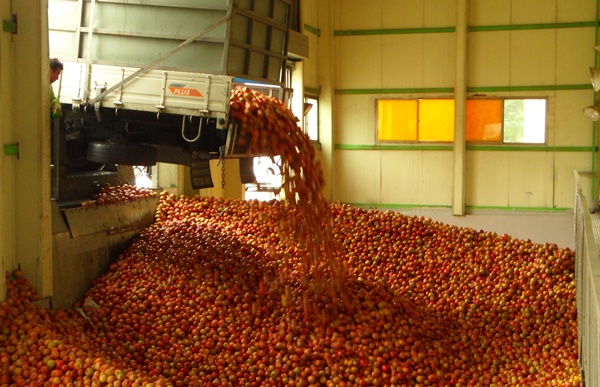 경북도가 수매한 가공용 사과를 대구경북능금농협 지역지점에서 관리하고 있다(사진제공=경상북도)