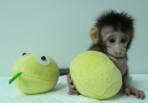 중국 연구진이 체세포핵치환 기법으로 복제에 성공한 원숭이 화화. 사진 = Qiang Sun and Mu-ming Poo/Chinese Academy of Sciences 제공