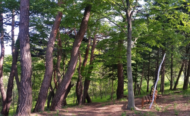 ‘정읍 월영습지와 솔티 숲’, 국가생태관광지로 지정 기사의 사진