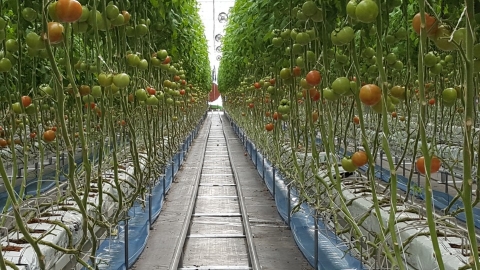 임실군, 돈버는 농업···고소득 작목 육성지원 박차