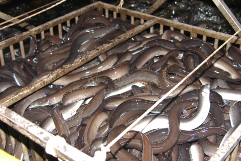 국내산 민물장어 가격 전년비 30% ‘껑충