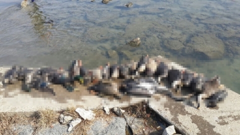 지난해 집단 폐사 야생조류 90% 이상에서 농약 검출