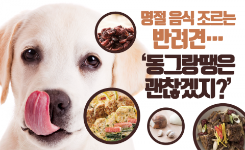 명절 음식 조르는 반려견···‘동그랑땡은 괜찮겠지?’