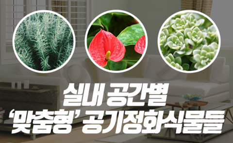 공부방과 화장실에 놓는 식물, 이렇게 달라요