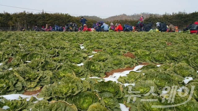 향긋하고 아삭 아삭한 봄의 맛을 내는 진도봄동이 제철을 맞아 수확이 한창인 가운데 인부들이 새참을 먹고 있다.(사진=진도군)