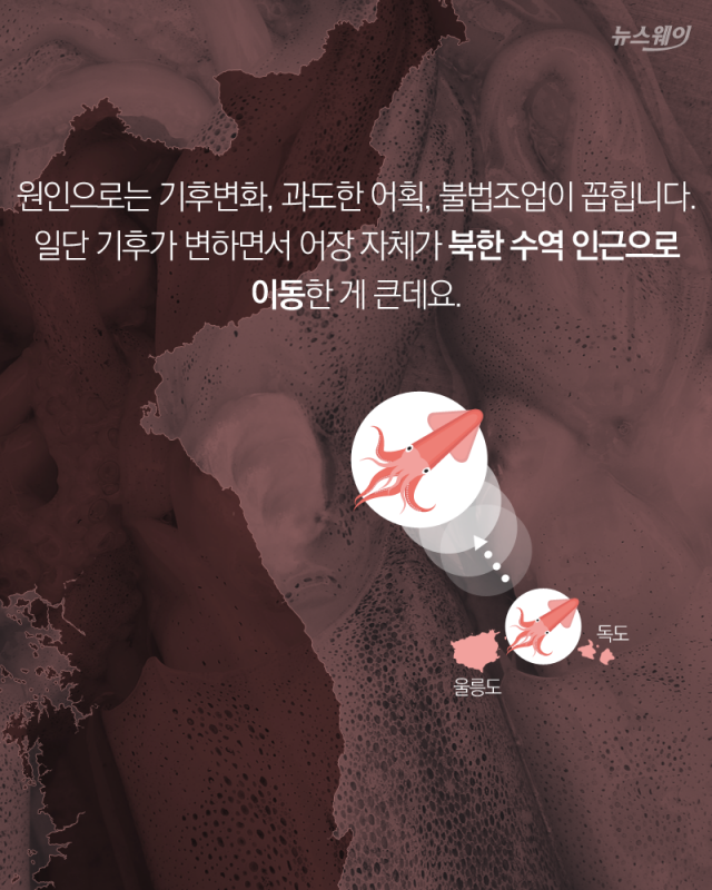 오징어는 어쩌다 ‘金징어’가 됐을까 기사의 사진