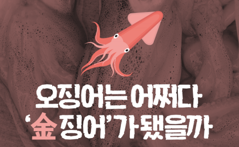 오징어는 어쩌다 ‘金징어’가 됐을까