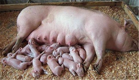 전북대, 국내 최초 종돈 개량 유전체 선발기술 실용화