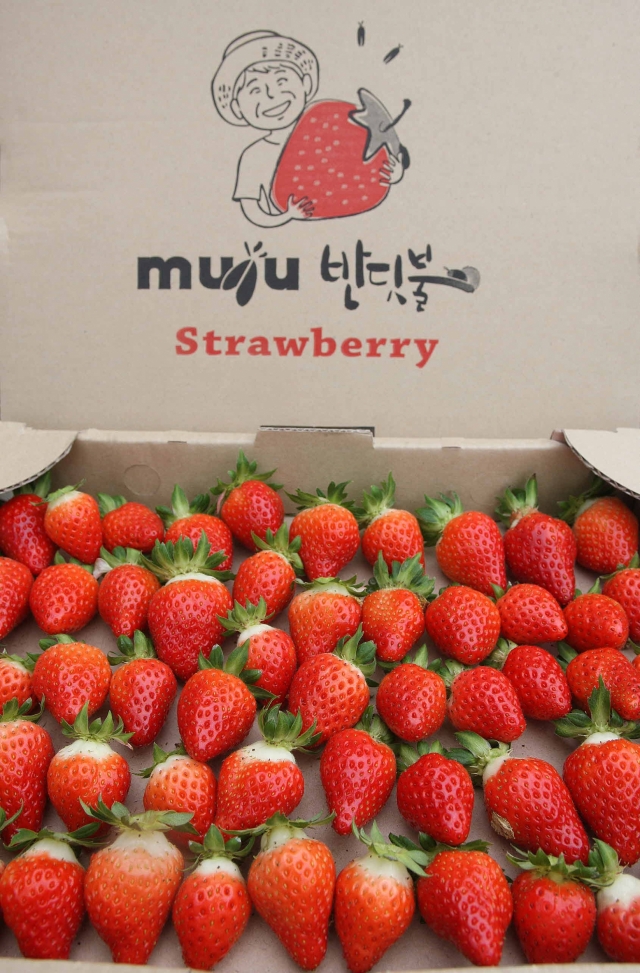 무주군 ‘체험형 딸기재배 시범단지’ 조성