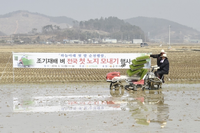 순천시가 12일 해룡면 신대리에서 올해 전국 첫 노지 모내기를 실시하고 있다.