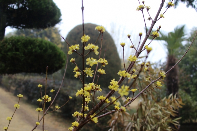 보성군 초암정원에 산수유 꽃망울 ‘활짝’ 기사의 사진