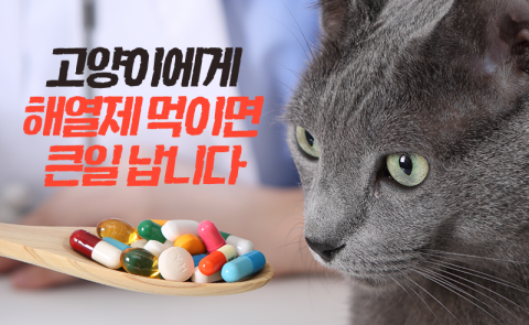 고양이에게 해열제 먹이면 큰일 납니다