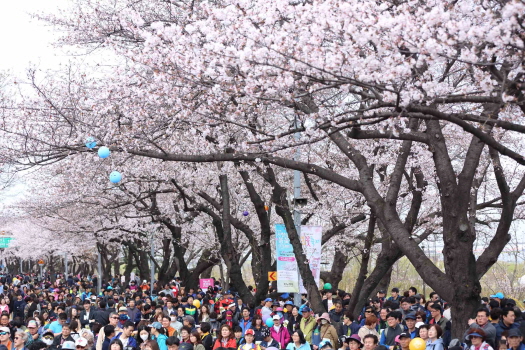 영등포구, ‘제14회 여의도 봄꽃축제’ 개최