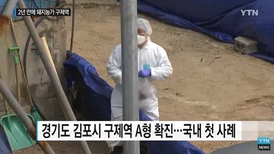 김포 돼지농장 구제역 A형 확진···국내 첫 사례, 48시간 이동중지. 사진=YTN 뉴스 캡쳐