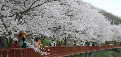 구례,100리 섬진강변 벚꽃길 축제 준비 완료