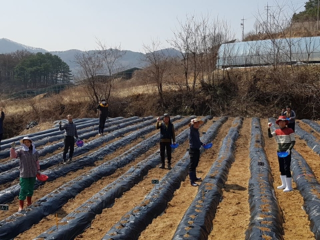 진안군, 유기농 감자 적합품종 선발 시험연구