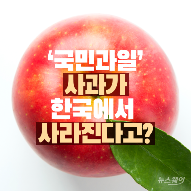 ‘국민과일’ 사과가 한국에서 사라진다고? 기사의 사진