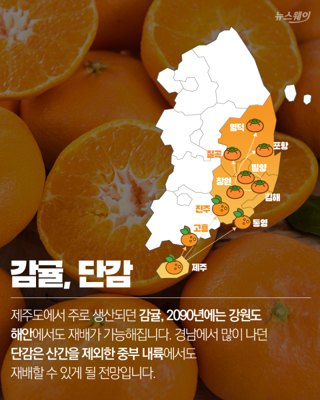 ‘국민과일’ 사과가 한국에서 사라진다고? 기사의 사진