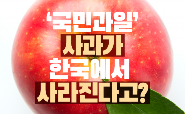 ‘국민과일’ 사과가 한국에서 사라진다고?