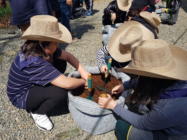 '어린이 농부학교' 프로그램에 참여하는 학생들이 감자를 심고 있다(사진제공=영천시)