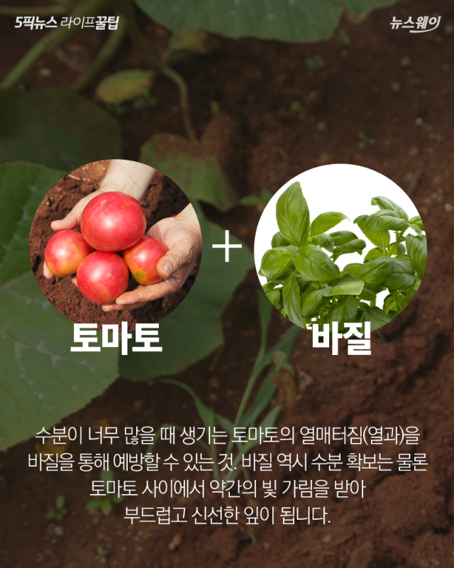 도시농부를 위한 ‘동반식물’ 가이드 기사의 사진