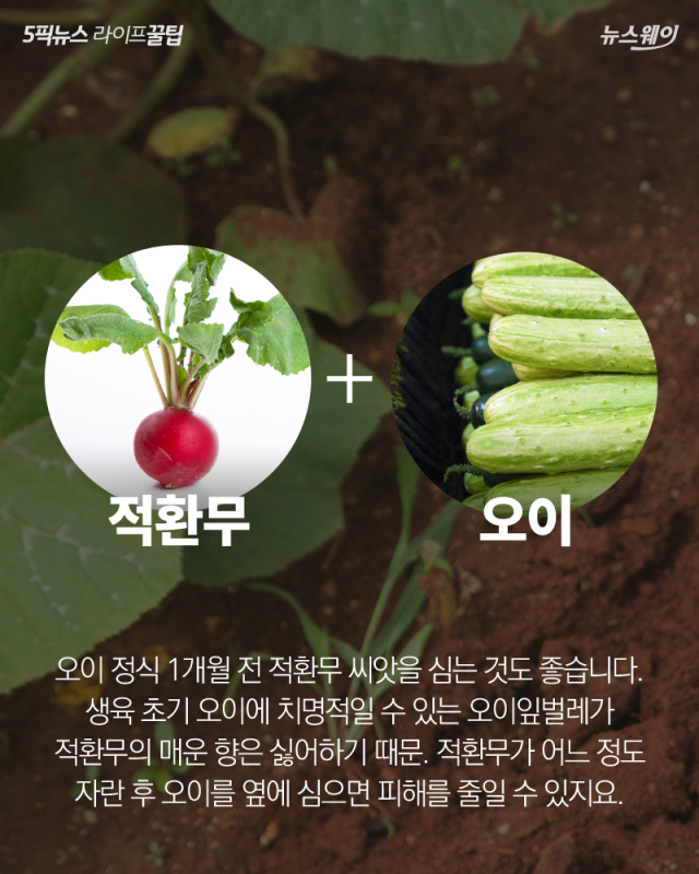 도시농부를 위한 ‘동반식물’ 가이드 기사의 사진