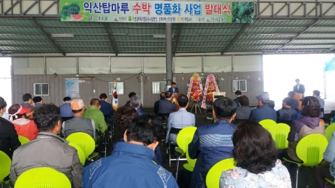 익산 탑마루 수박 본격 출하