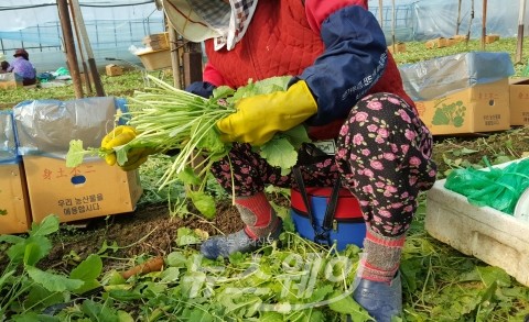 농작업 효 상품 ‘쪼그리’, 어버이날 효도 선물 인기