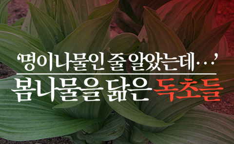 쌍둥이 같은 봄나물-독초 ‘헷갈리지 마세요’