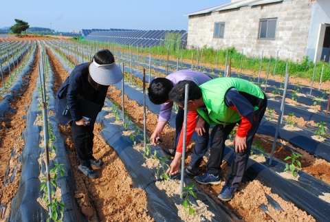 정읍시농업기술센터, 명품 고추 생산 위한 현장 지도 강화
