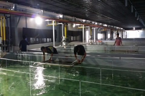 보성군, ‘벌교꼬막 인공치패’ 생산 ‘순항’