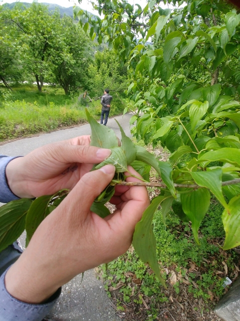 구례군, 갈색날개매미충 방제 “5월 말이 최적기”
