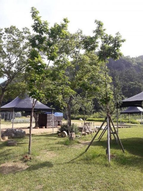 봉하마을 추모공원에 있는 약밤나무(사진-더불어민주당 김경수 경남지사 후보 SNS)