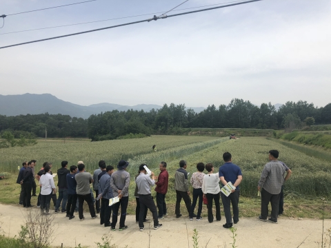 장수군농업기술센터, 수퍼 동계작물 트리티케일 수확 연시 성료