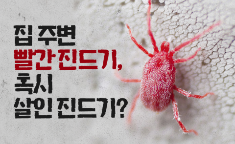 집 주변 빨간 진드기, 혹시 살인 진드기?