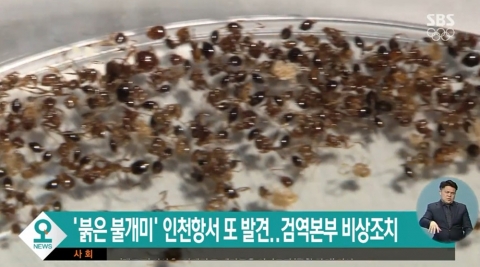 부산항 감만부두서 ‘붉은불개미 의심개체’ 발견···비상대응 체제 돌입