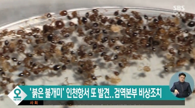부산항 감만부두서 ‘붉은불개미 의심개체’ 발견···비상대응 체제 돌입. 사진=SBS 뉴스 캡쳐