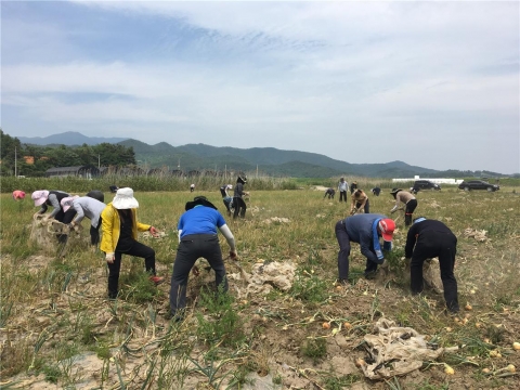 장흥군 안양면, 축산사업소와 농촌일손돕기 ‘구슬땀’