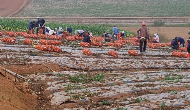 전국 양파생산 최대 주산지인 무안군 양파 수확 현장