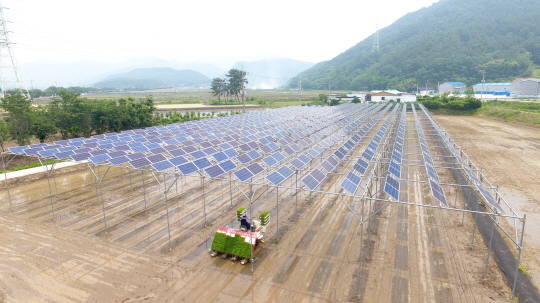 8일 경남 고성군 영농형 태양광 발전사업 단지에서 모내기를 하고 있다.