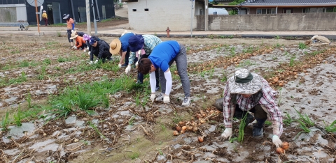 장흥군 공무원들, 농촌 일손돕기 ‘구슬땀’