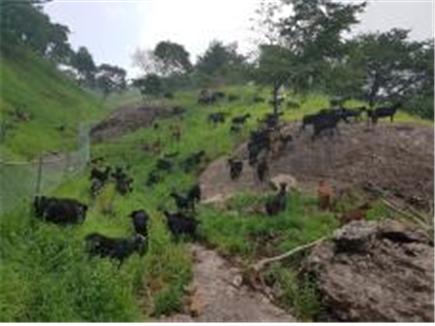 진안군, 흑염소 방목사육으로 부가가치 증대!