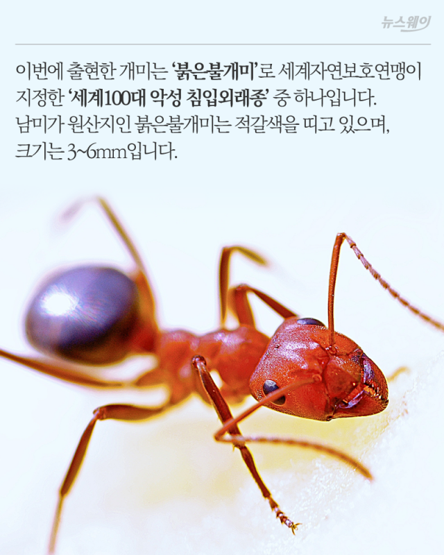 개미 출현에 비상이 걸린 이유 기사의 사진