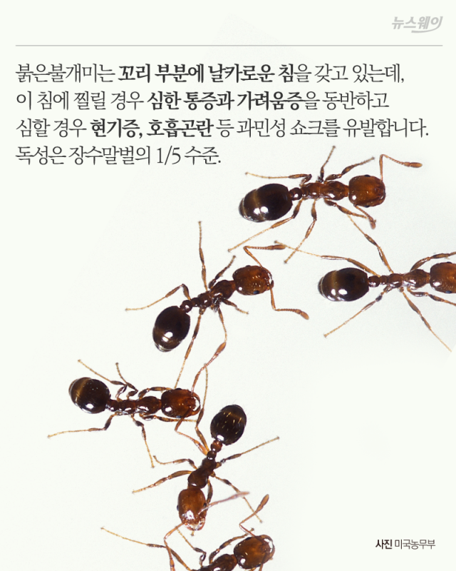 개미 출현에 비상이 걸린 이유 기사의 사진