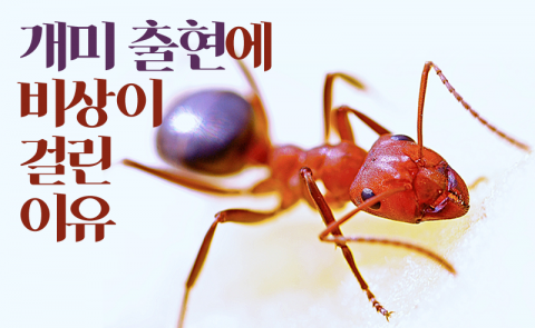 개미 출현에 비상이 걸린 이유