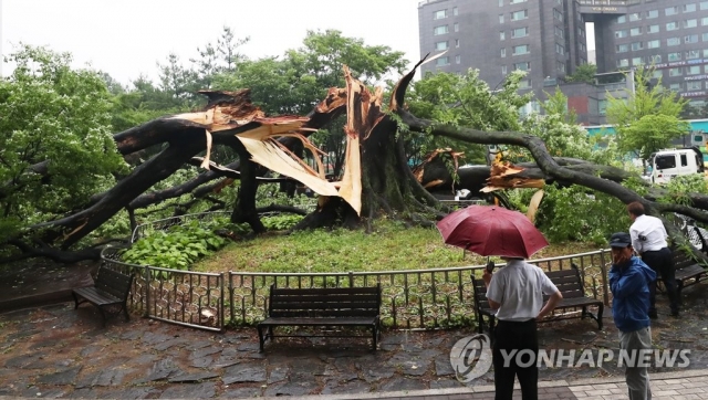 비바람에 쓰러진 500년 된 느티나무. 사진=연합뉴스 제공.