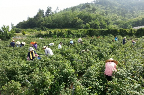 순창군 전직원, 고령농업인·재해 피해농가  일손지원